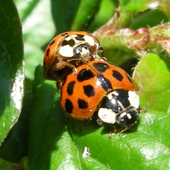 Harmonia axyridis